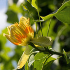 Liriodendron Tulipifera