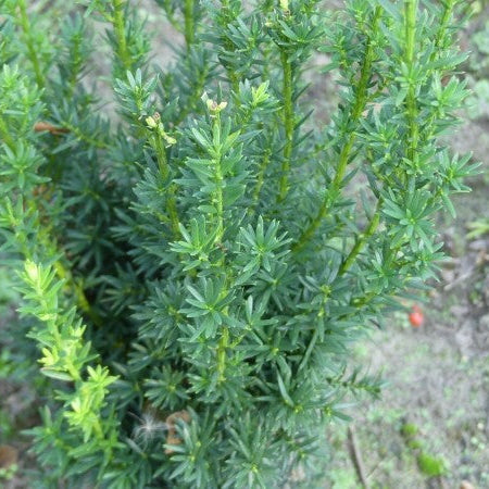 Taxus x Media "Hilli"