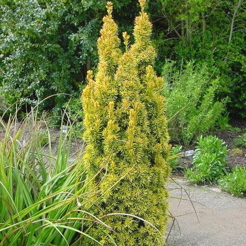 Taxus Baccata David