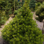 Sciadopitys verticillata