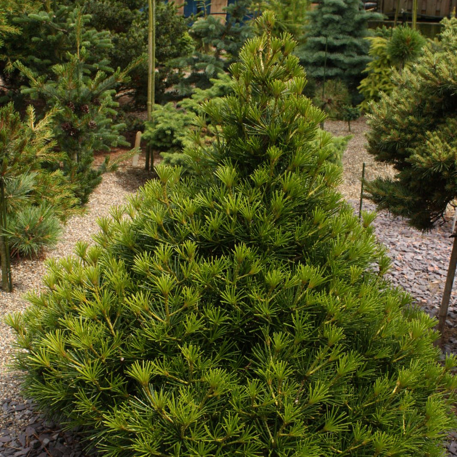 Sciadopitys verticillata