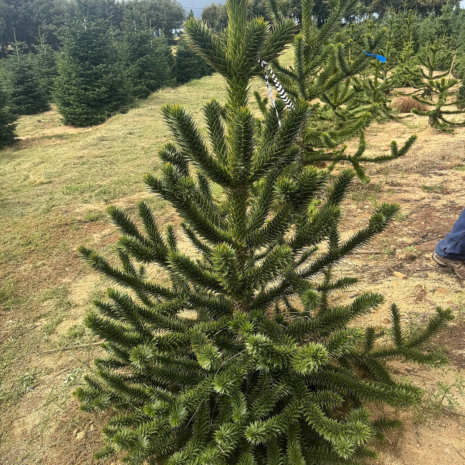 Araucaria Araucana | Cepellón