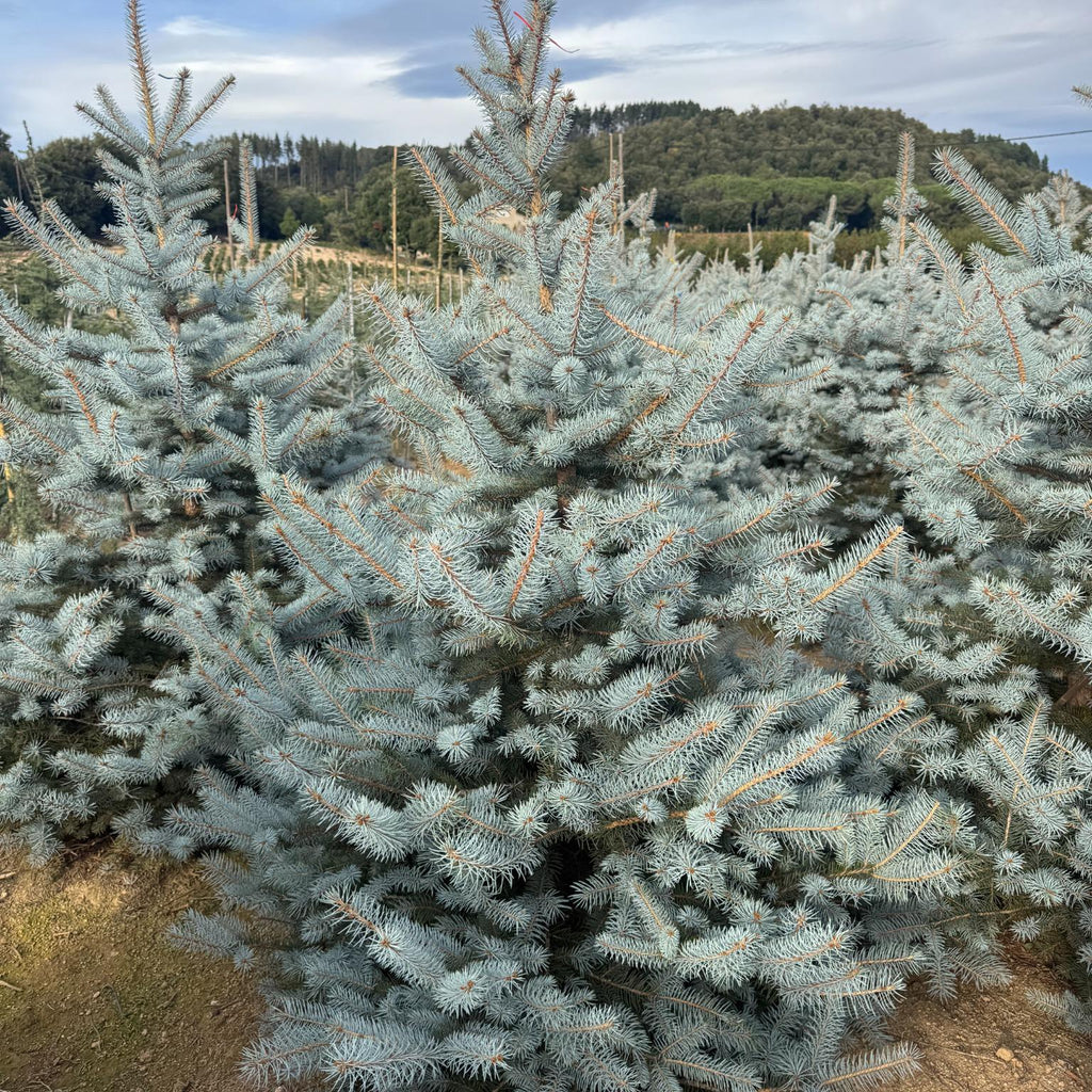 Picea Pungens "Blue Diamond" | Cepellón