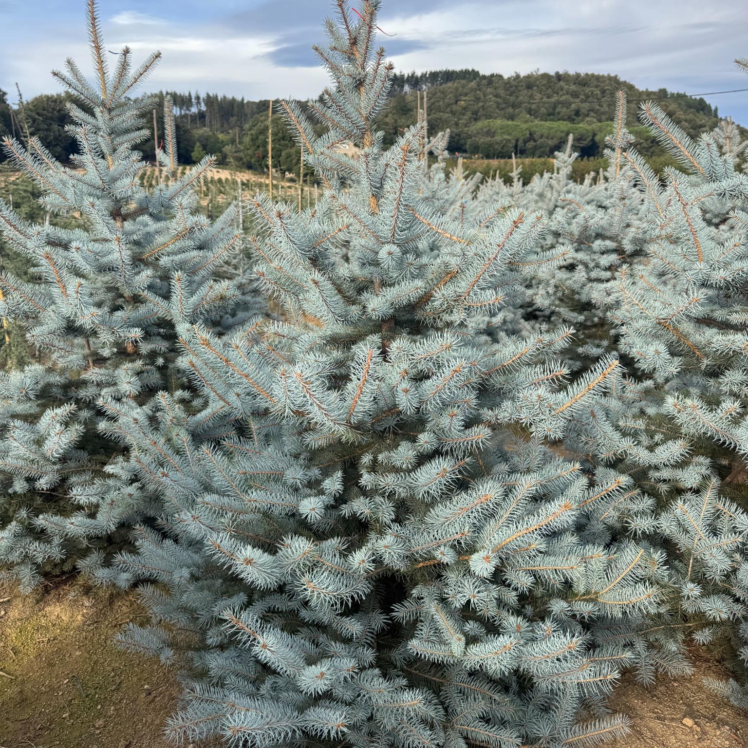 Picea Pungens "Blue Diamond" | Cepellón