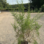Tamarix gallica 150/175 cm en maceta de 10L