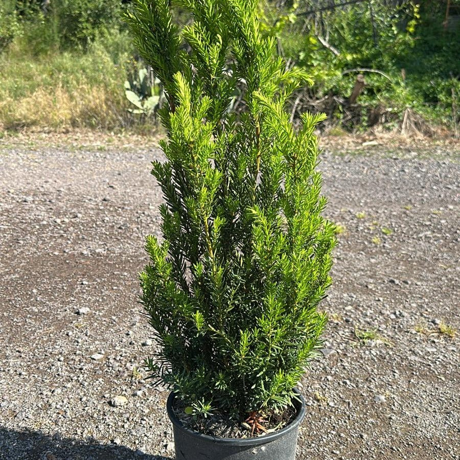 Taxus × media 'Hillii' 40/50 cm en maceta de 5L