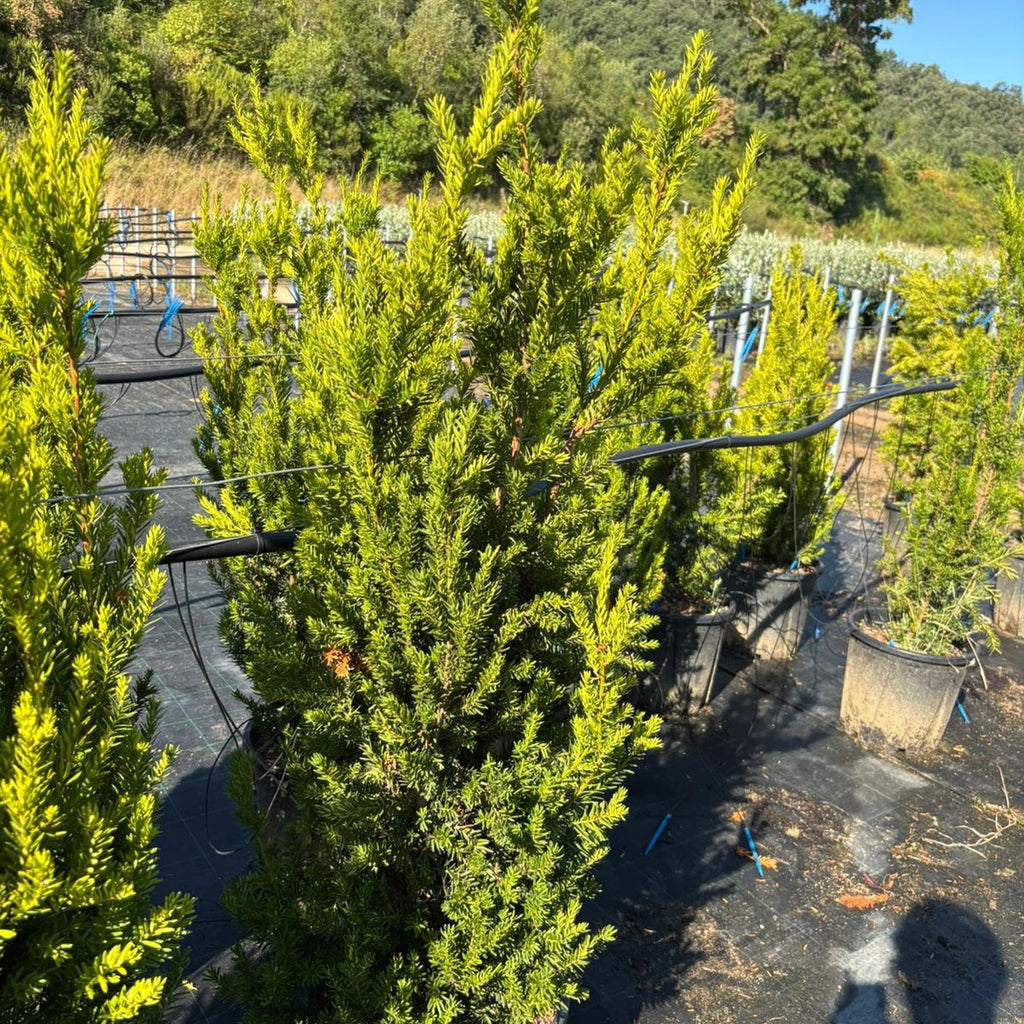 Taxus × media 'Hillii' 80/100 cm en maceta de 18L