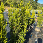 Taxus × media 'Hillii' 80/100 cm en maceta de 18L