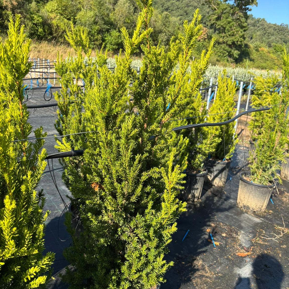 Taxus × media 'Hillii' 80/100 cm en maceta de 18L