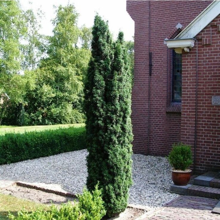 Taxus baccata 'Fast. Robusta'