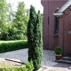 Taxus baccata 'Fast. Robusta'