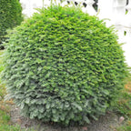 Taxus Baccata Bola