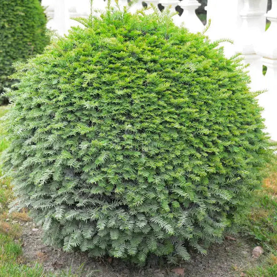 Taxus Baccata Bola