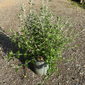 Teucrium fruticans 40/60 cm en maceta de 5L