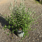Teucrium fruticans 40/60 cm en maceta de 5L