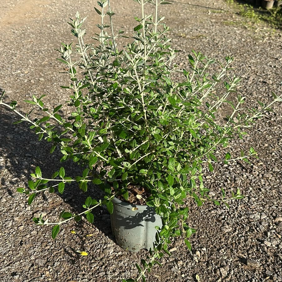 Teucrium fruticans 40/60 cm en maceta de 5L