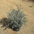Teucrium fruticans 60/80 cm en maceta de 10L