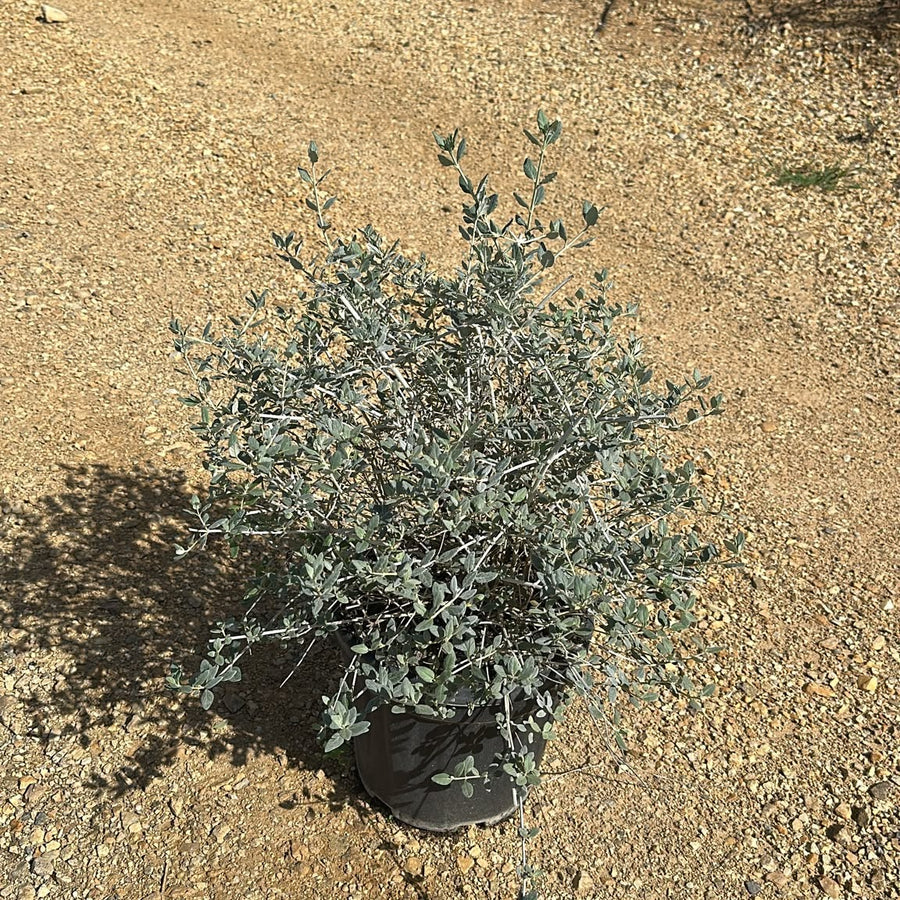 Teucrium fruticans 60/80 cm en maceta de 10L