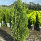 Thuja occidentalis 'Smaragd' 100/120 cm en maceta de 15L