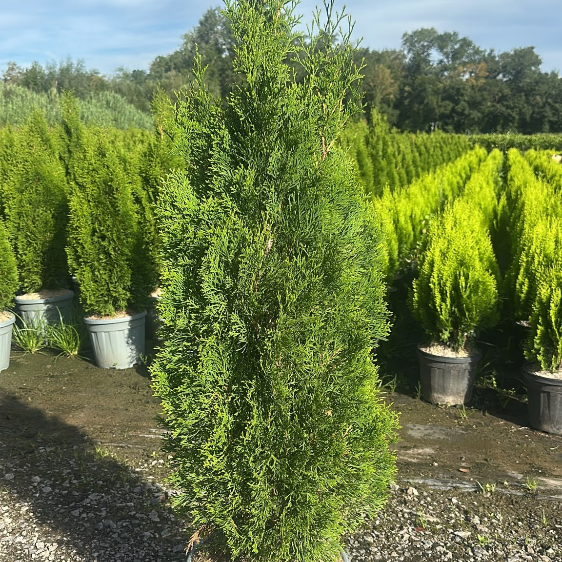 Thuja occidentalis 'Smaragd' 100/120 cm en maceta de 15L