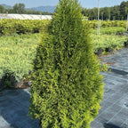 Thuja occidentalis 'Smaragd' 110/130 cm en maceta de 30L