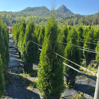 Thuja occidentalis 'Smaragd' 125/150 cm en maceta de 18L