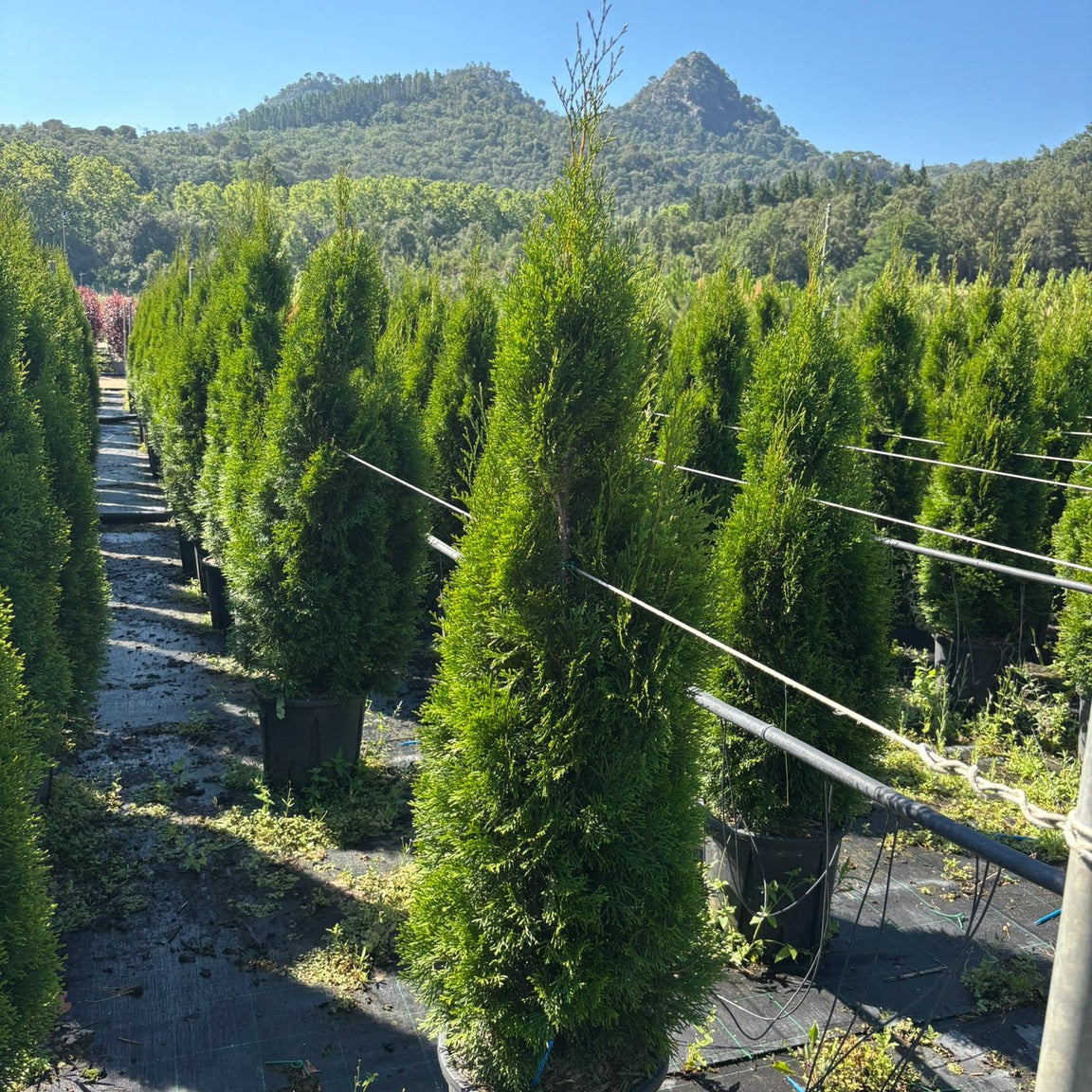 Thuja occidentalis 'Smaragd' 125/150 cm en maceta de 18L