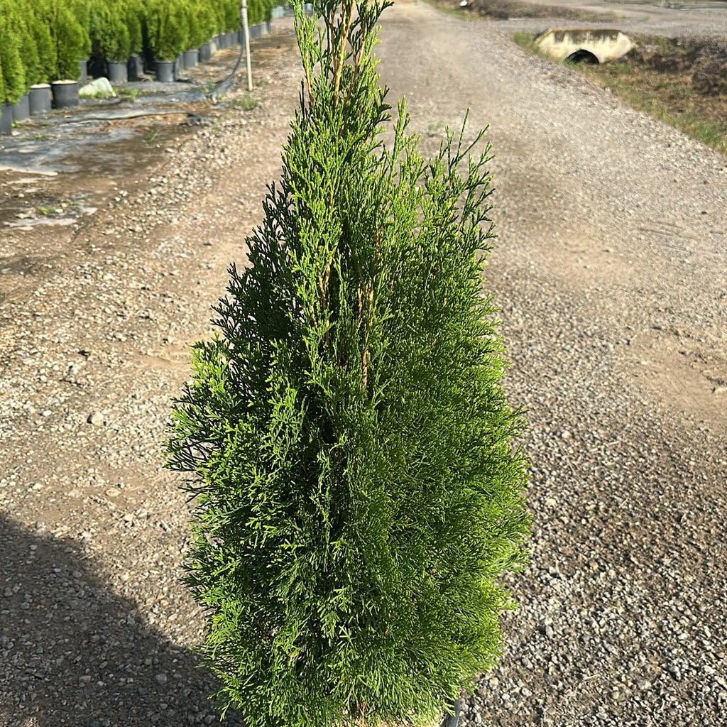 Thuja occidentalis 'Smaragd' 70/90 cm en maceta de 10L
