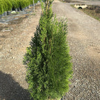 Thuja occidentalis 'Smaragd' 70/90 cm en maceta de 10L