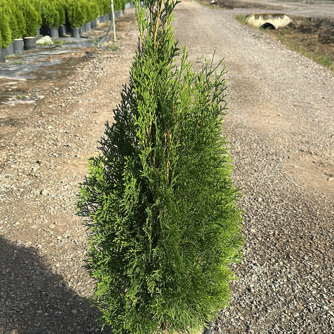 Thuja occidentalis 'Smaragd' 70/90 cm en maceta de 10L