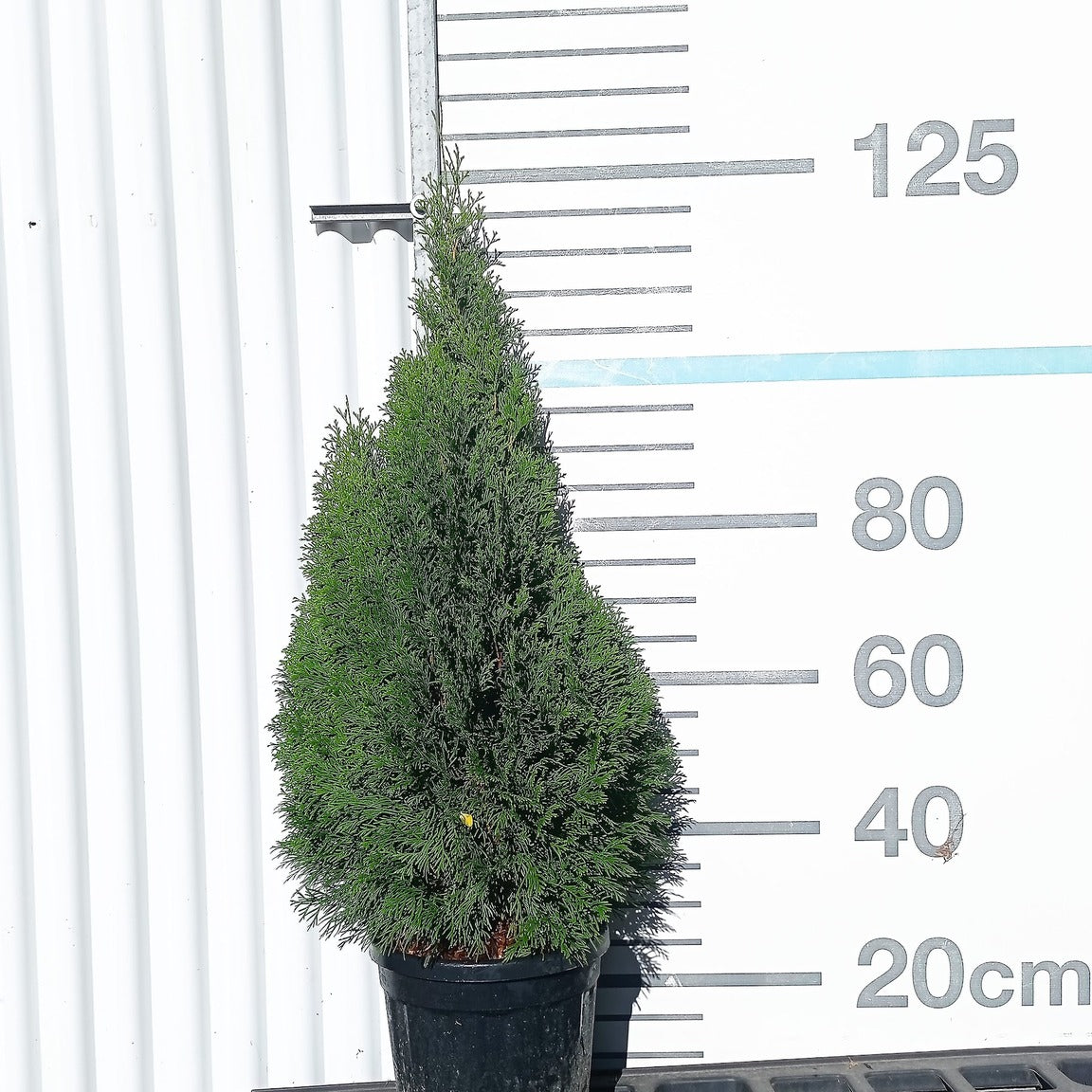 Thuja occidentalis 'Smaragd' 80/100 cm en maceta de 10L
