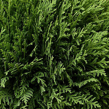 Thuja occ. 'Tiny Tim'