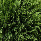 Thuja occ. 'Tiny Tim'