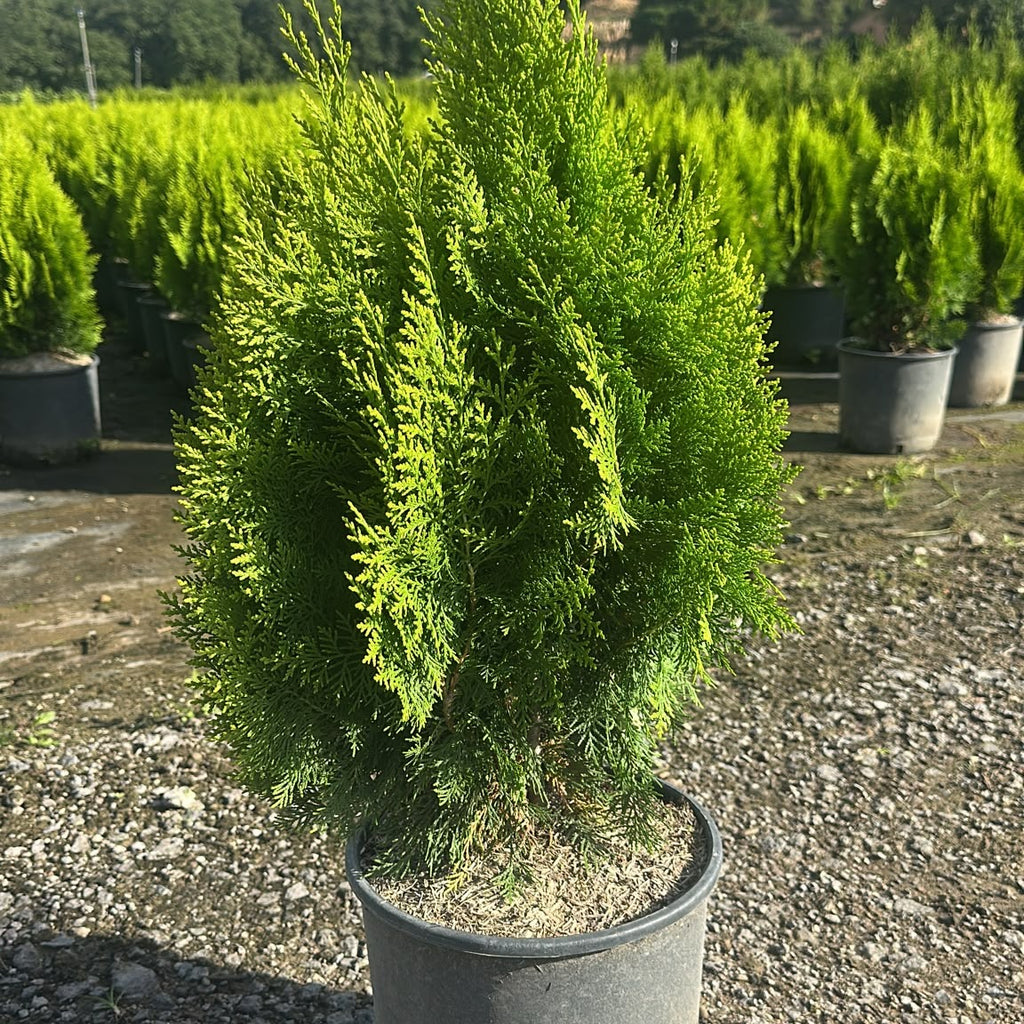 Thuja orientalis 'Aurea Nana' 60/80 cm en maceta de 10L