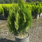 Thuja orientalis 'Aurea Nana' 60/80 cm en maceta de 10L