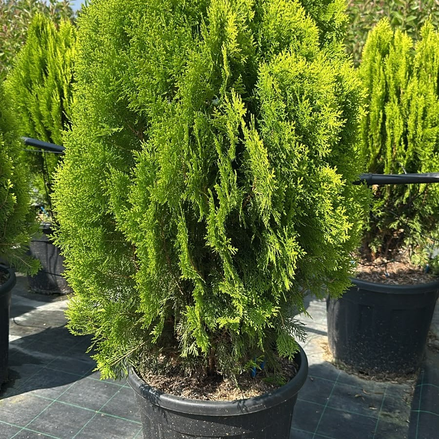 Thuja orientalis 'Aurea Nana' 80/100 cm en maceta de 30L