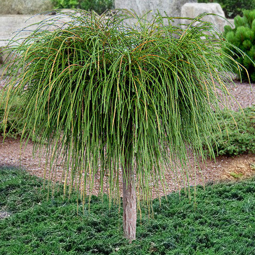 Thuja plicata 'Whipcord'