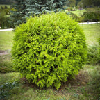Thuja occ. 'Danica'