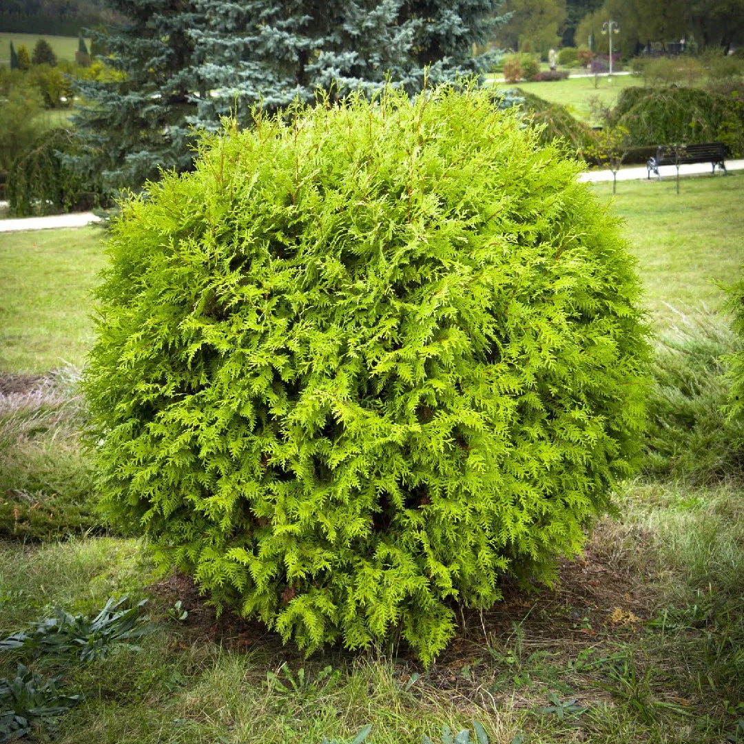 Thuja occ. 'Danica'