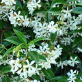 Trachelospermum Jazminoides