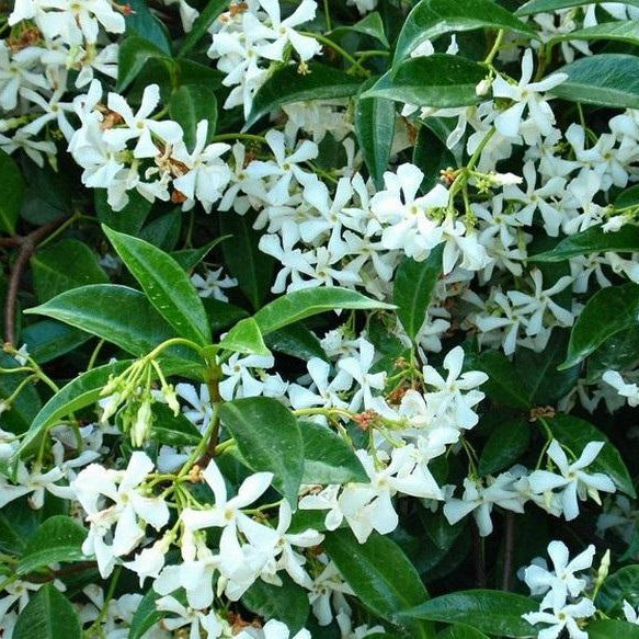 Trachelospermum Jazminoides