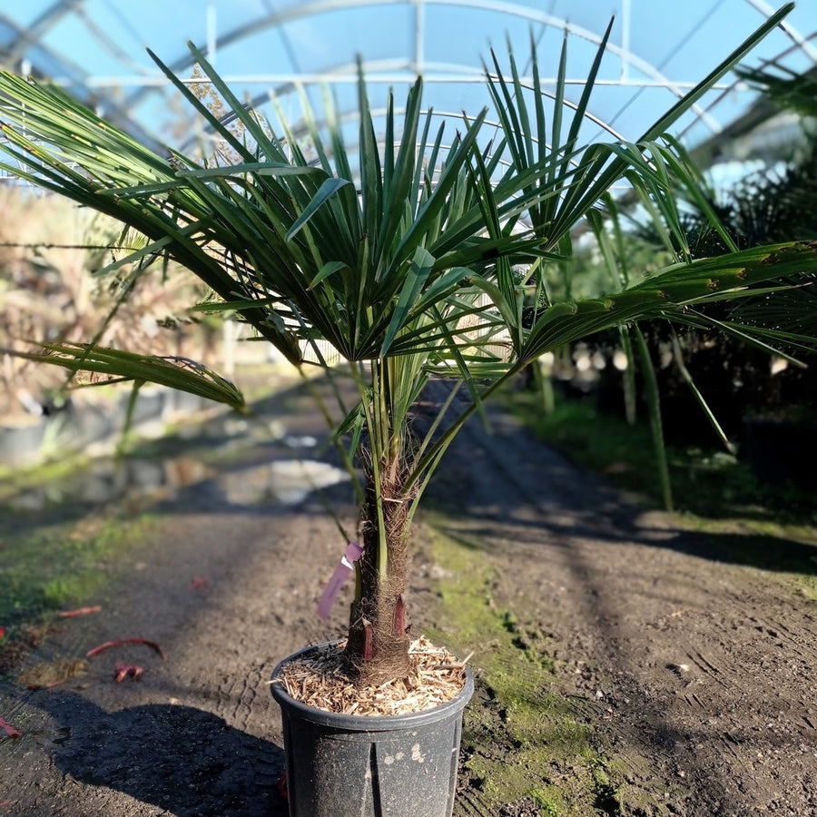 Trachycarpus fortunei 20/30 cm en maceta de 18L