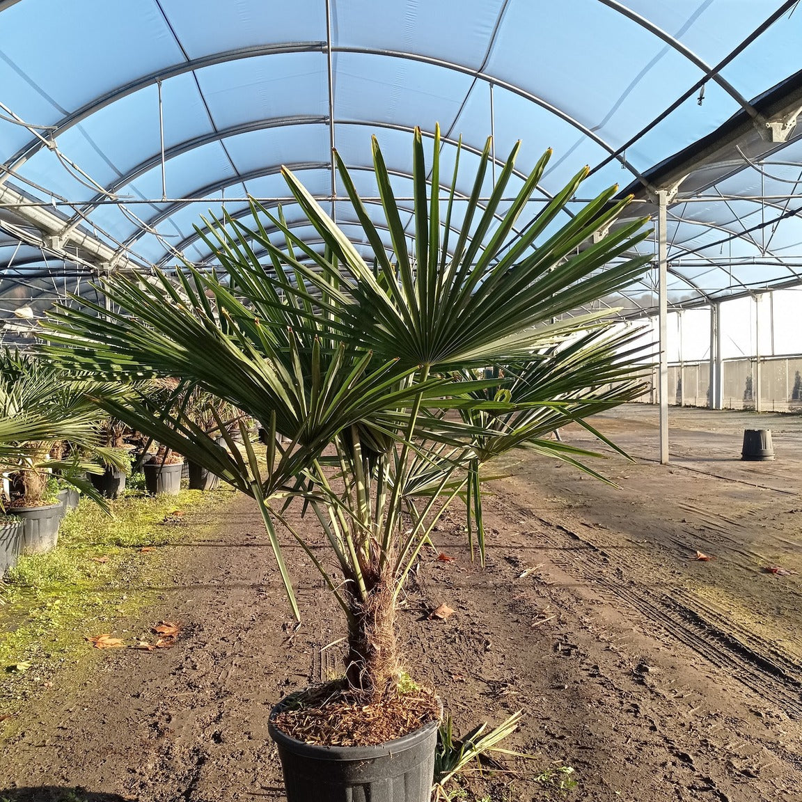 Trachycarpus fortunei 30/40 cm en maceta de 30L