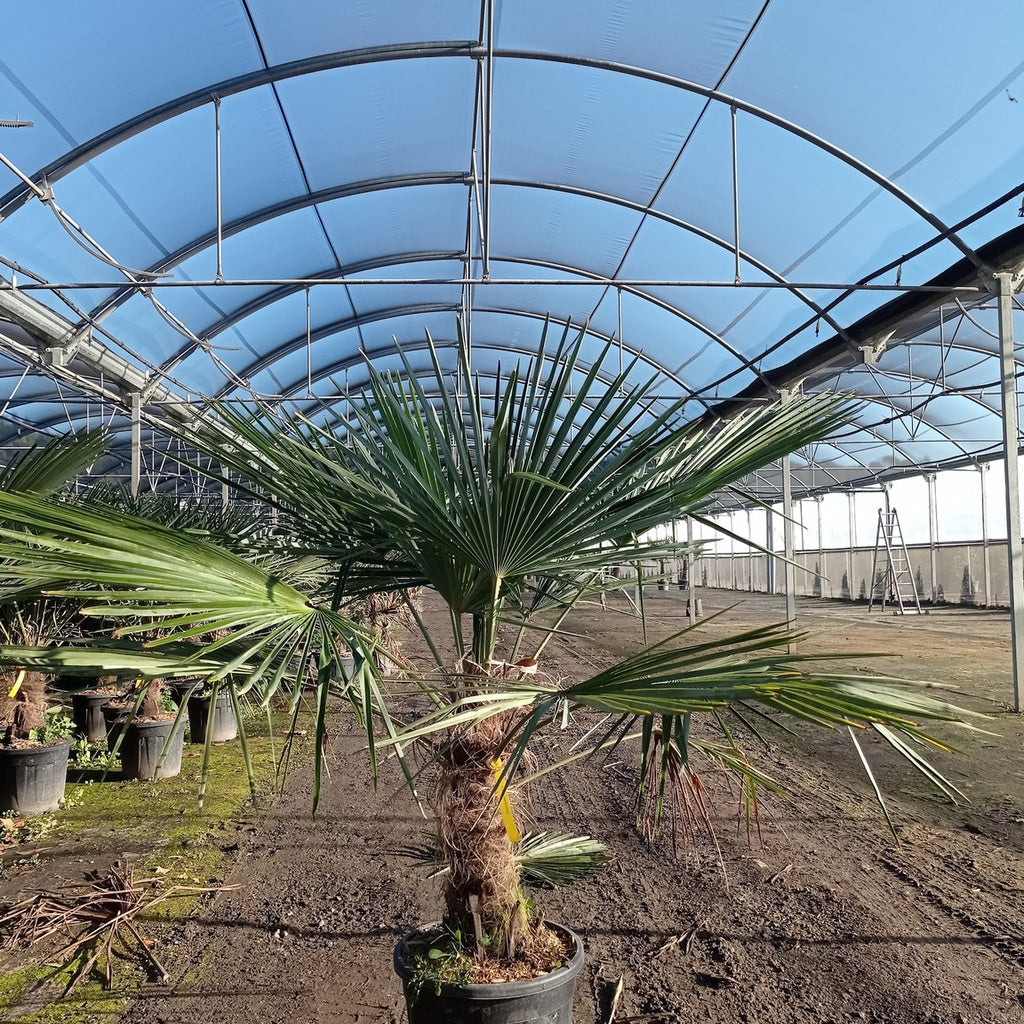 Trachycarpus fortunei 40/50 cm en maceta de 30L