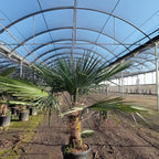 Trachycarpus fortunei 40/50 cm en maceta de 30L