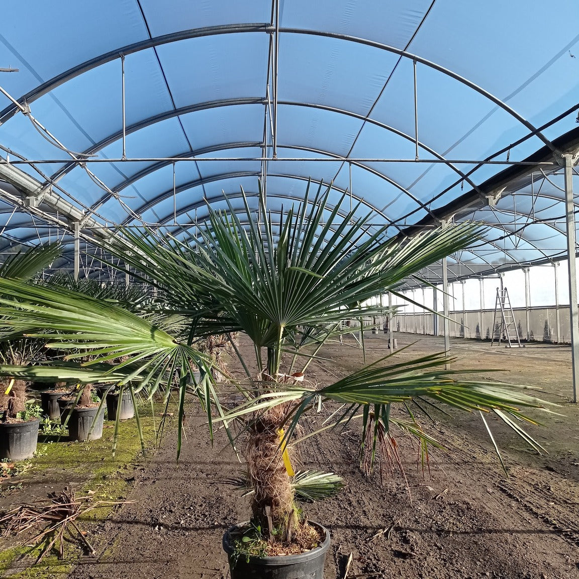 Trachycarpus fortunei 40/50 cm en maceta de 30L