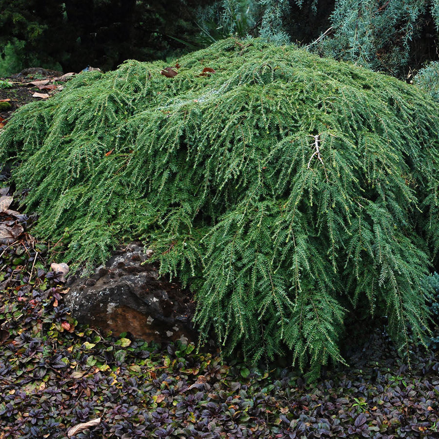 Tsuga can. 'Cole's Prostrate'