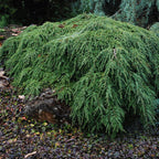 Tsuga can. 'Cole's Prostrate'