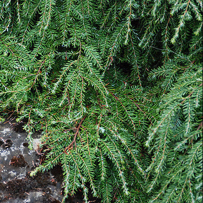 Tsuga can. 'Pendula'