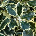 Ilex Aquifolium "Sylver Queen" | Cepellón